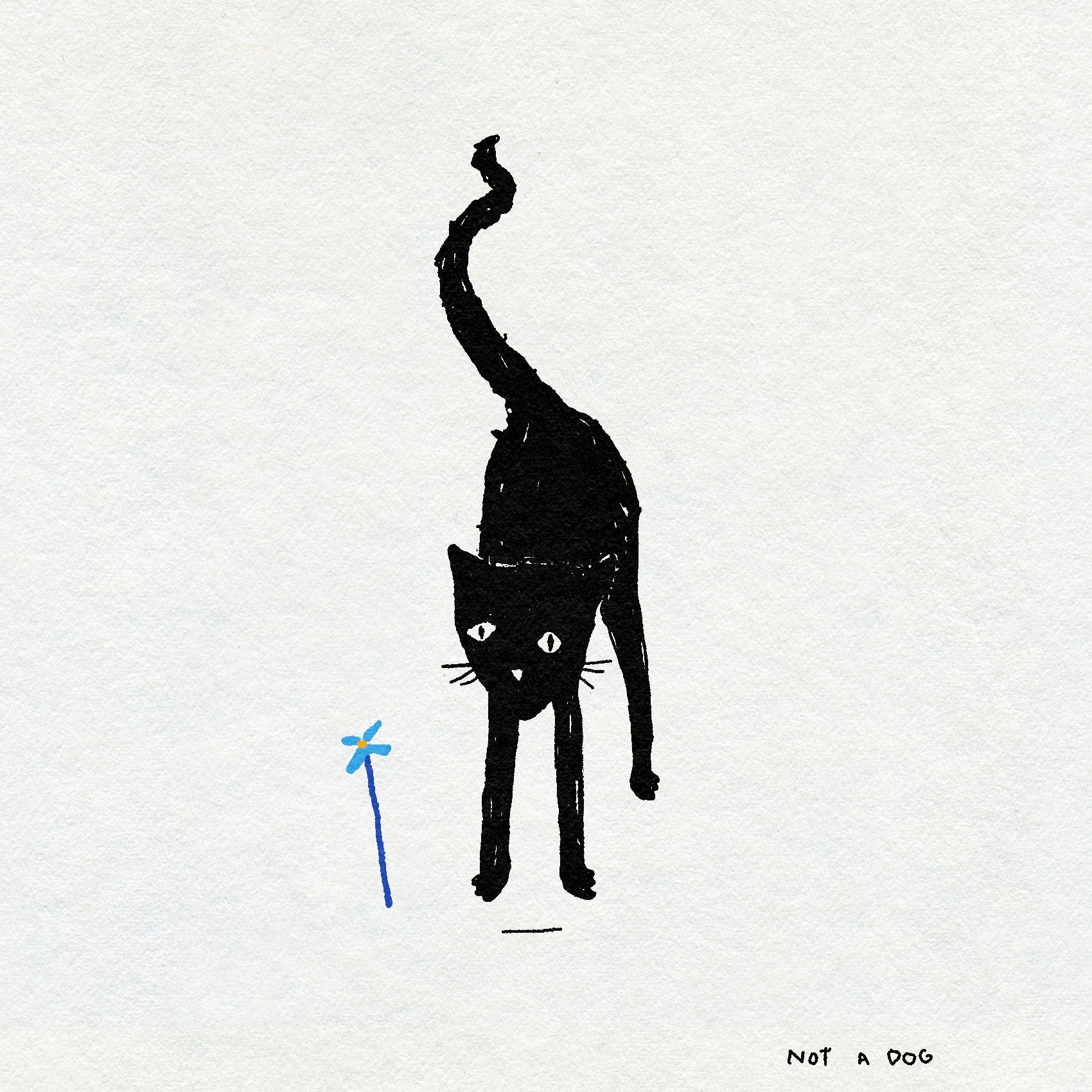 Black cat textural illustration with a blue flower on a white background