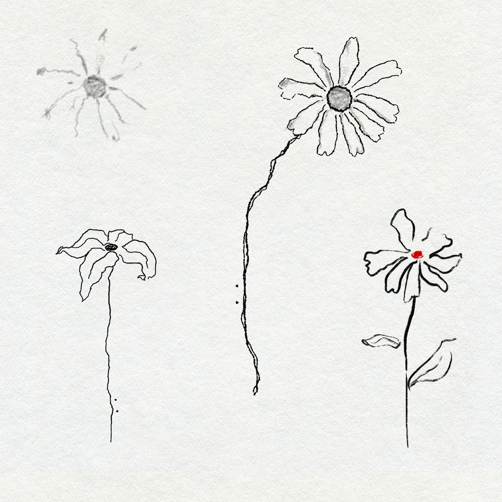 Black textural minimalist fine line drawings of daisies on a white background. One daisy has a red centre.