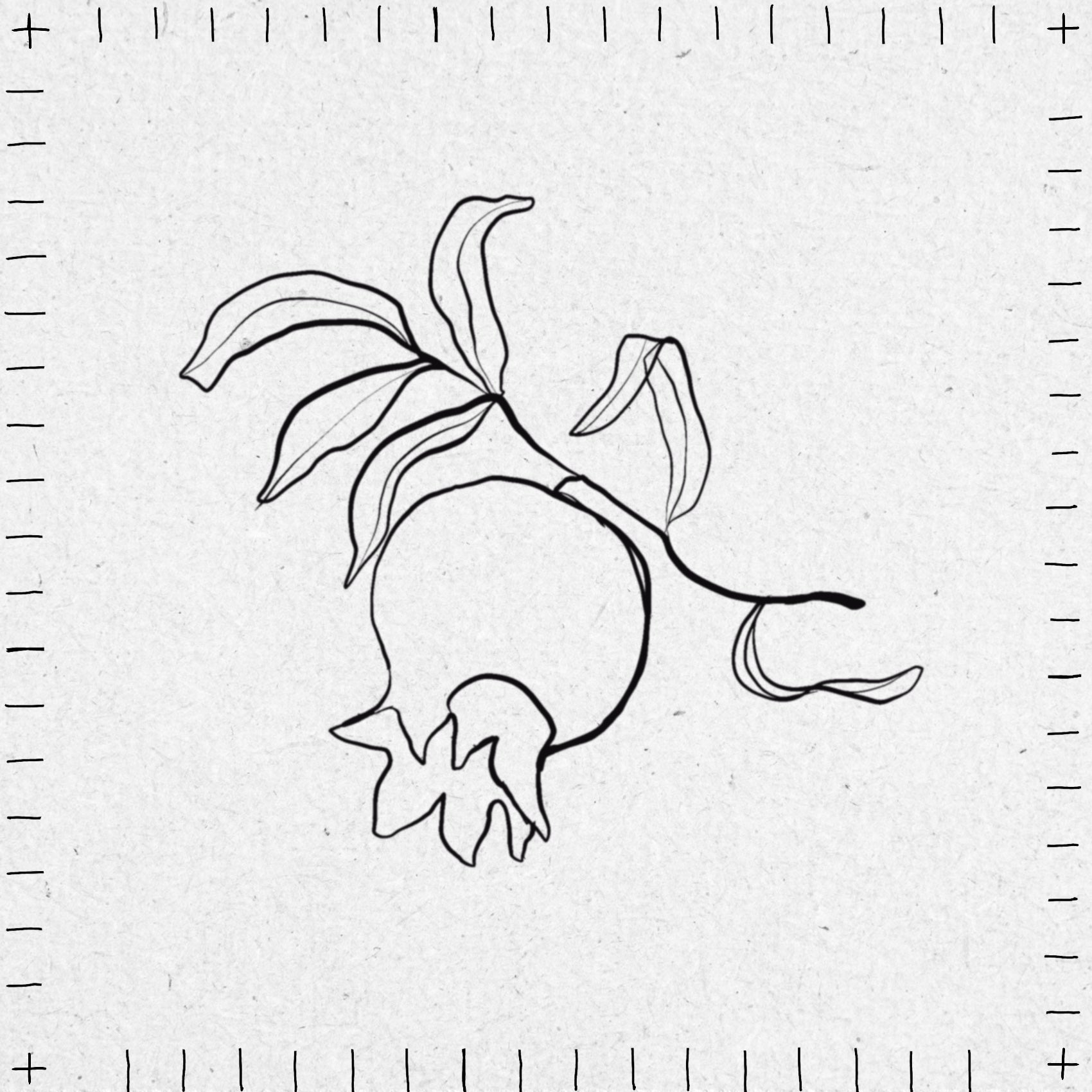 Black line botanical drawing with leaves on a textured white background
